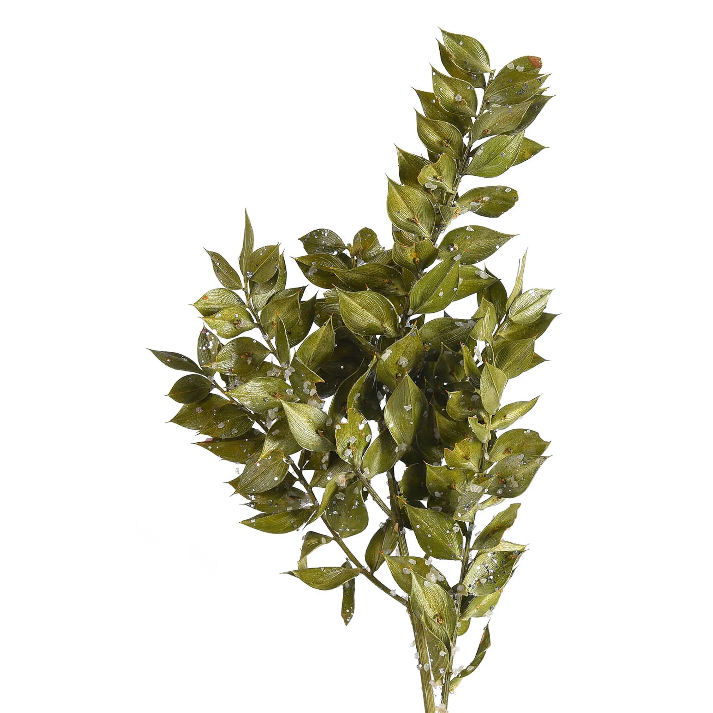 Depot Blumen^Glitzer-Trockenblumen-Zweig Ruscus