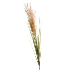 Depot Kunst-Pampasgras> Einzelblumen & Zweige