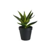 Depot Geschenkideen^Kunstpflanze Aloe Vera Im Topf