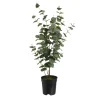 Depot Kunstpflanze Eukalyptus Im Topf> Kunstpflanzen