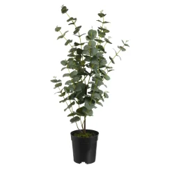 Depot Kunstpflanze Eukalyptus Im Topf> Kunstpflanzen