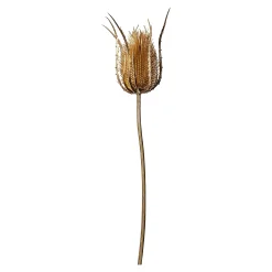 Depot Adventskranz-Deko^Kunst-Zweig Distel