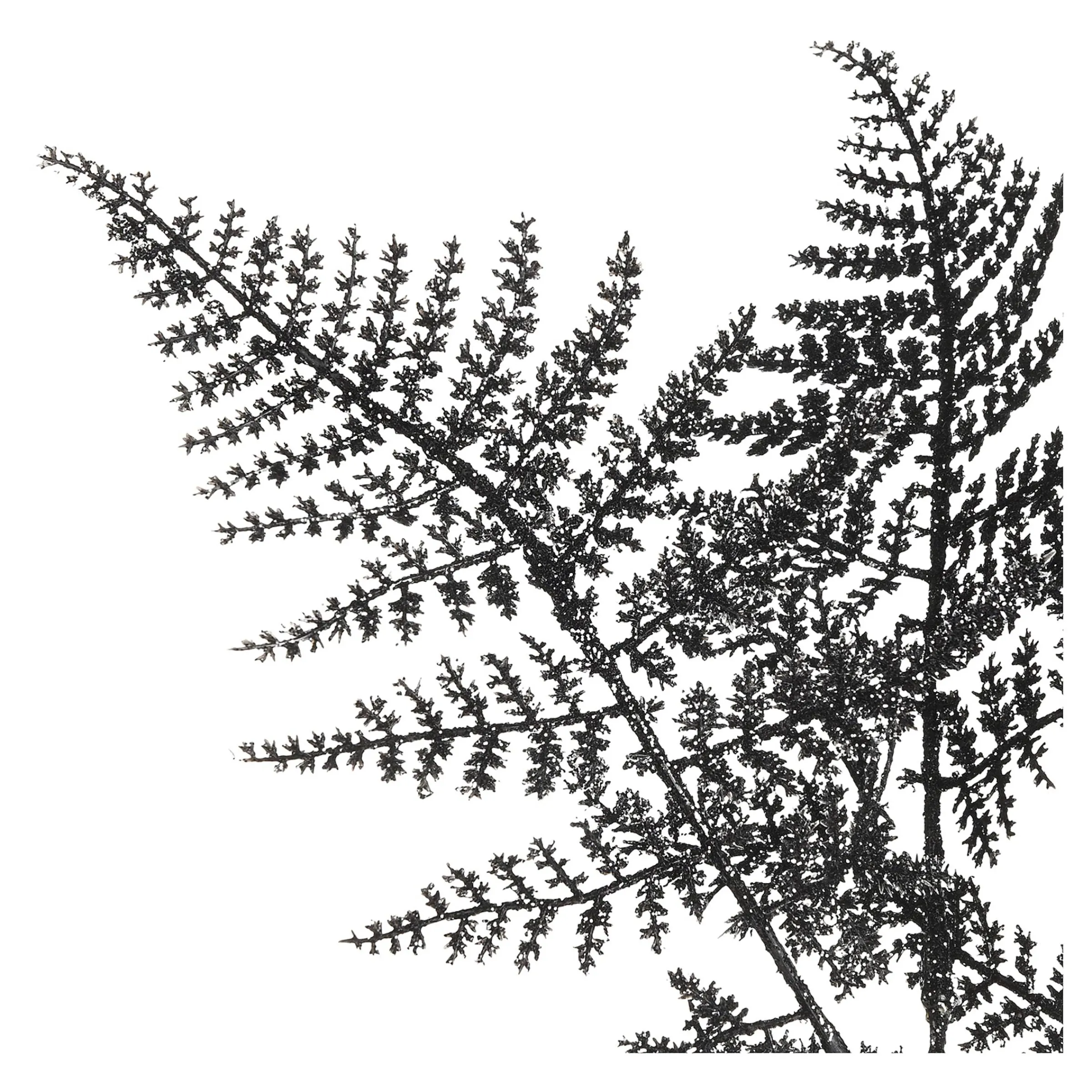 Depot Adventskranz-Deko^Stielblume Farn Glam Ca. 58Cm