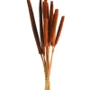 Depot Trockenblume Babla> Einzelblumen & Zweige