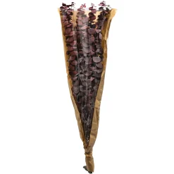 Depot Trockenblume Eukalyptus><noscript><img width=