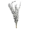 Depot Adventskranz-Deko^Trockenblume Eukalyptus Ca.55C