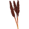Depot Trockenblume Indian Corn> Einzelblumen & Zweige