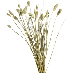 Depot Trockenblume Kanarienvogel> Einzelblumen & Zweige