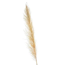Depot Geschenkideen^Trockenblume Pampasgras