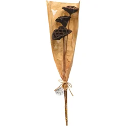 Depot Trockenblumen Lotus><noscript><img width=