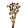 Depot Trockenblumenbund Distel> Einzelblumen & Zweige