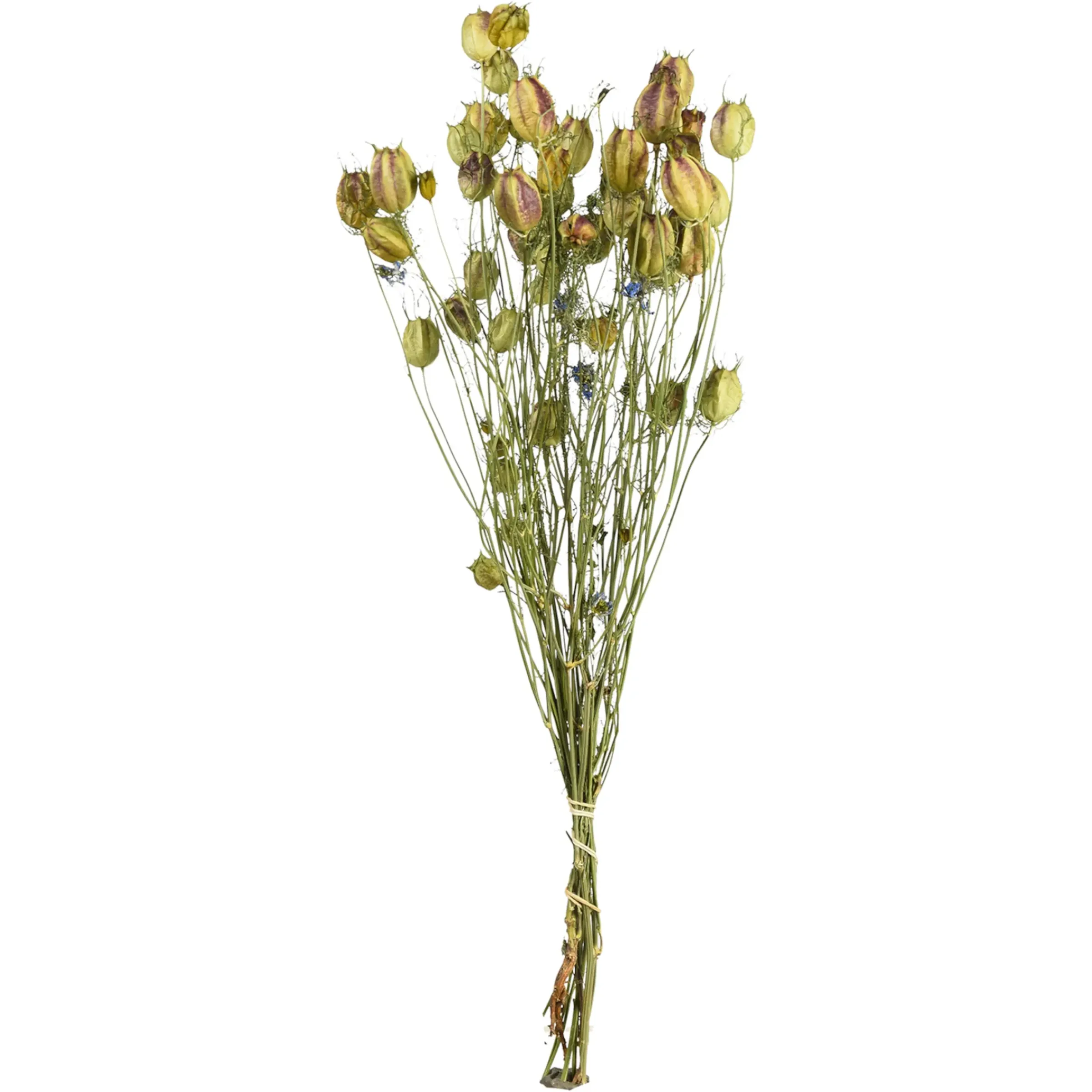 Depot Trockenblumenbund Nigella> Einzelblumen & Zweige