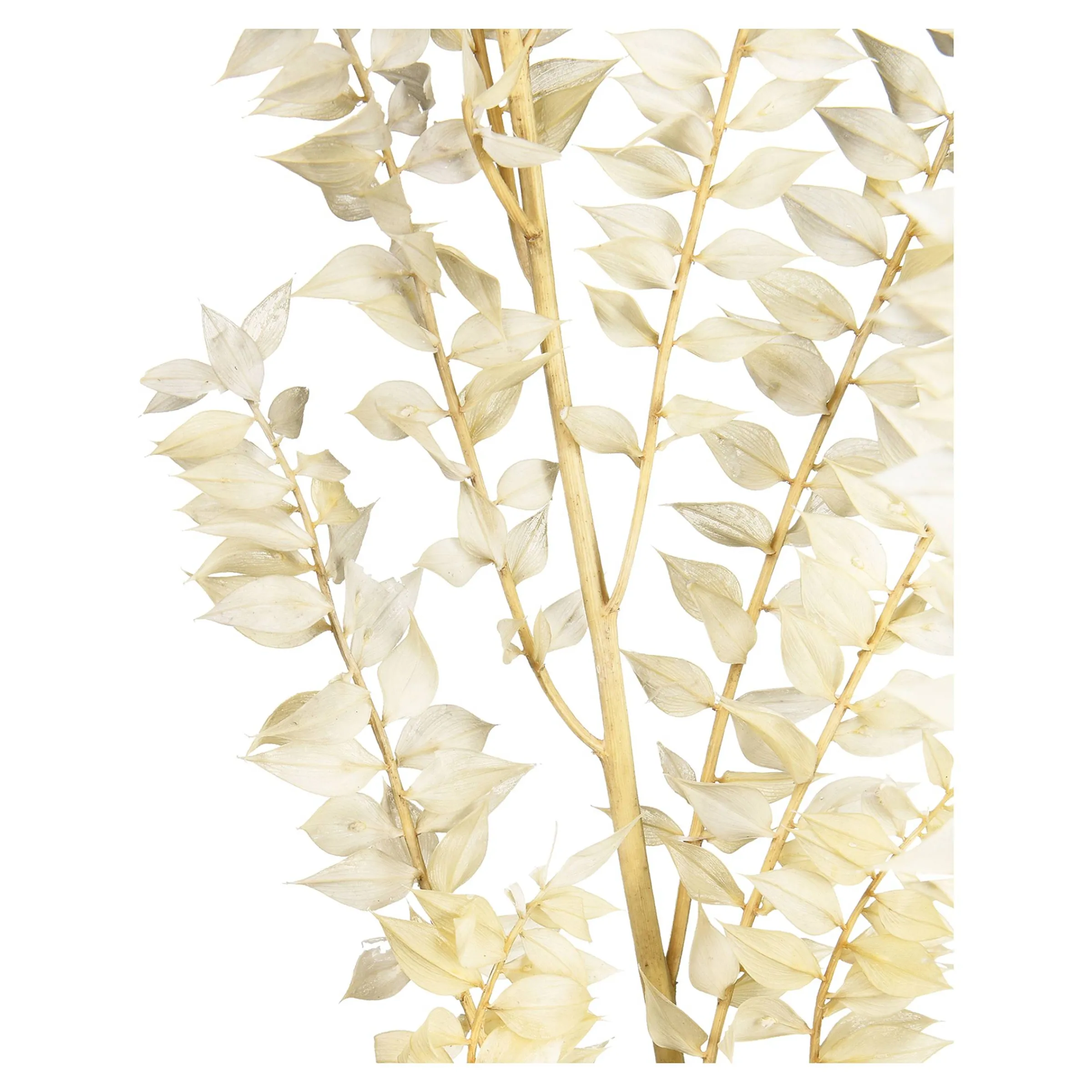 Depot Geschenkideen^Trockenblumenbund Ruscus