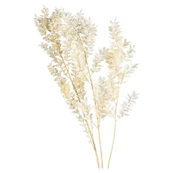 Depot Geschenkideen^Trockenblumenbund Ruscus