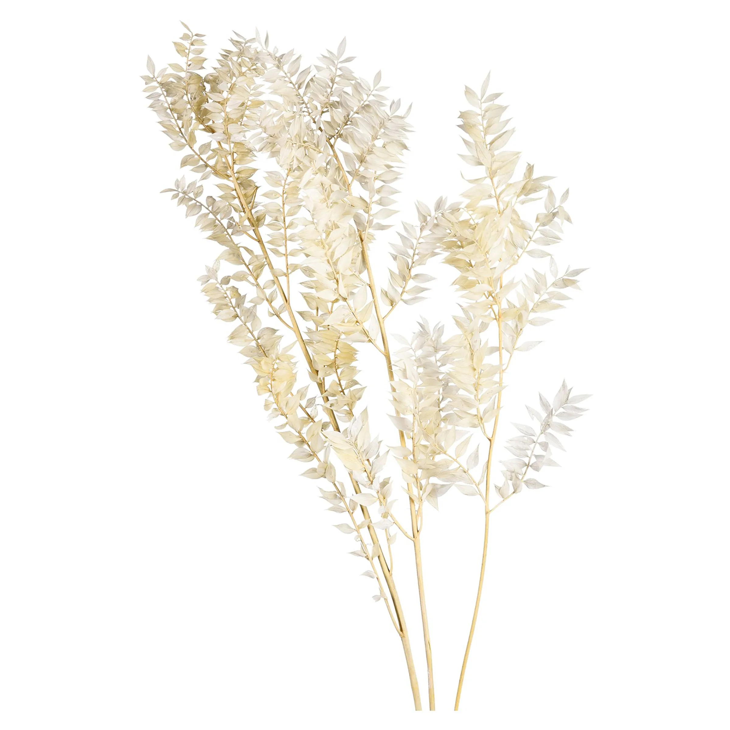 Depot Geschenkideen^Trockenblumenbund Ruscus