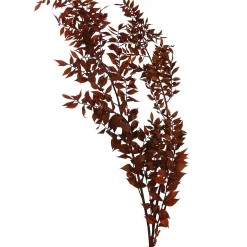 Depot Trockenblumenbund Ruscus> Einzelblumen & Zweige