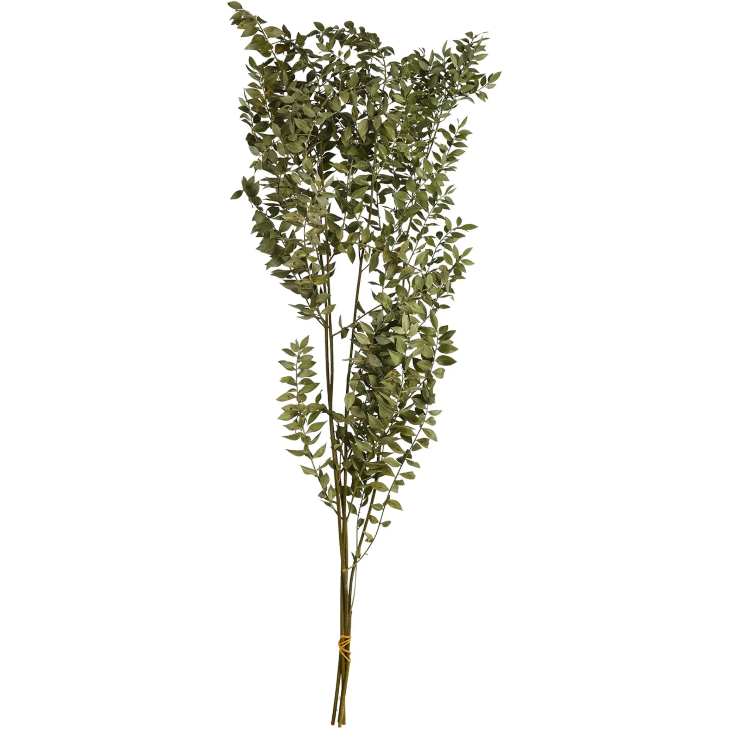 Depot Trockenblumenbund Ruscus> Einzelblumen & Zweige