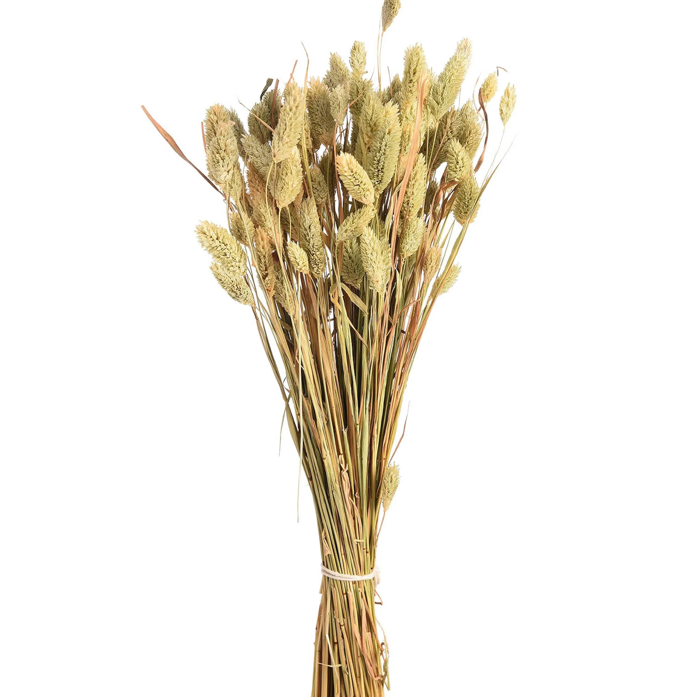 Depot Blumen^Trockenblumenbund Samtgras