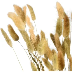 Depot Trockenblumenbund Samtgras> Einzelblumen & Zweige