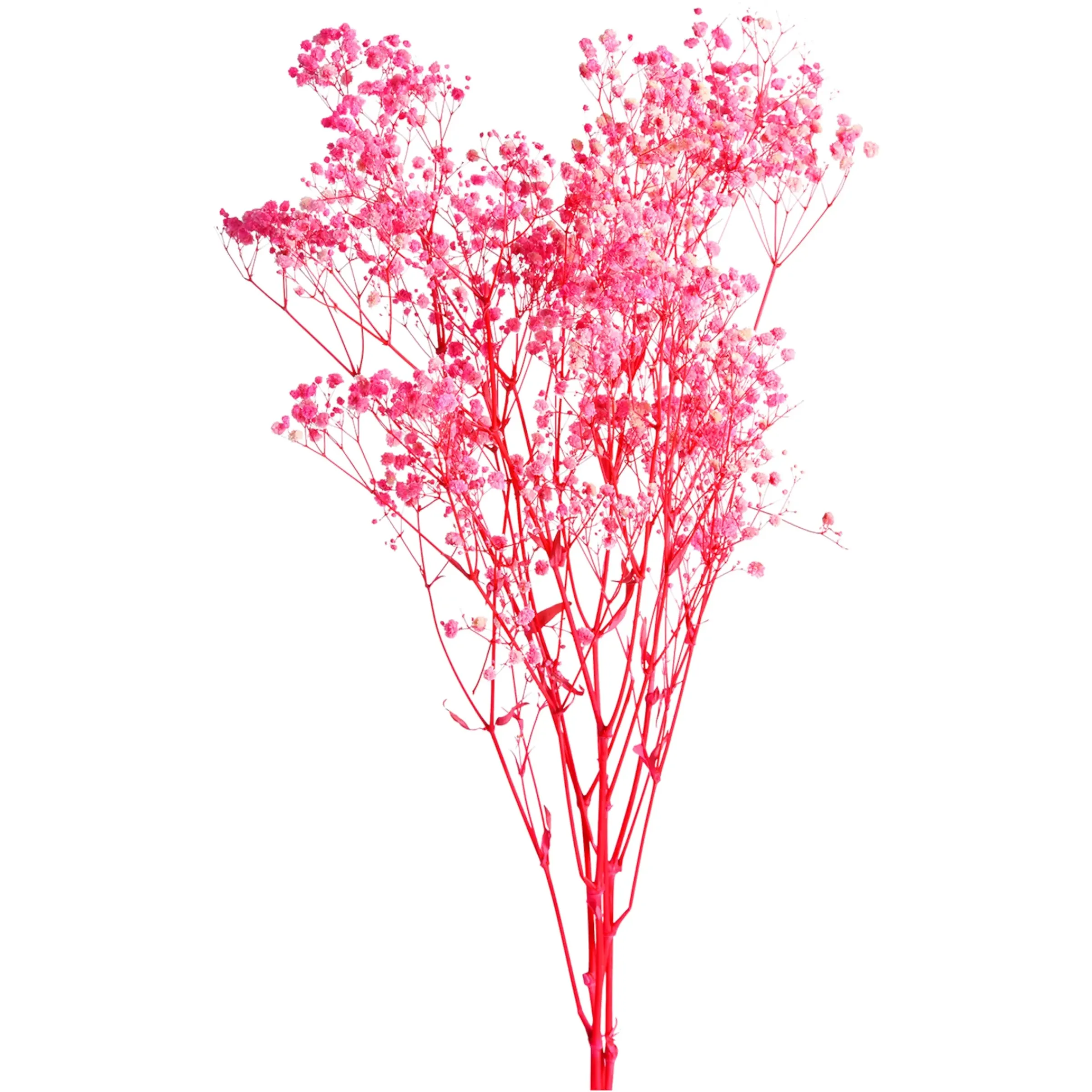 Depot Trockenblumenbund Schleierkraut> Einzelblumen & Zweige