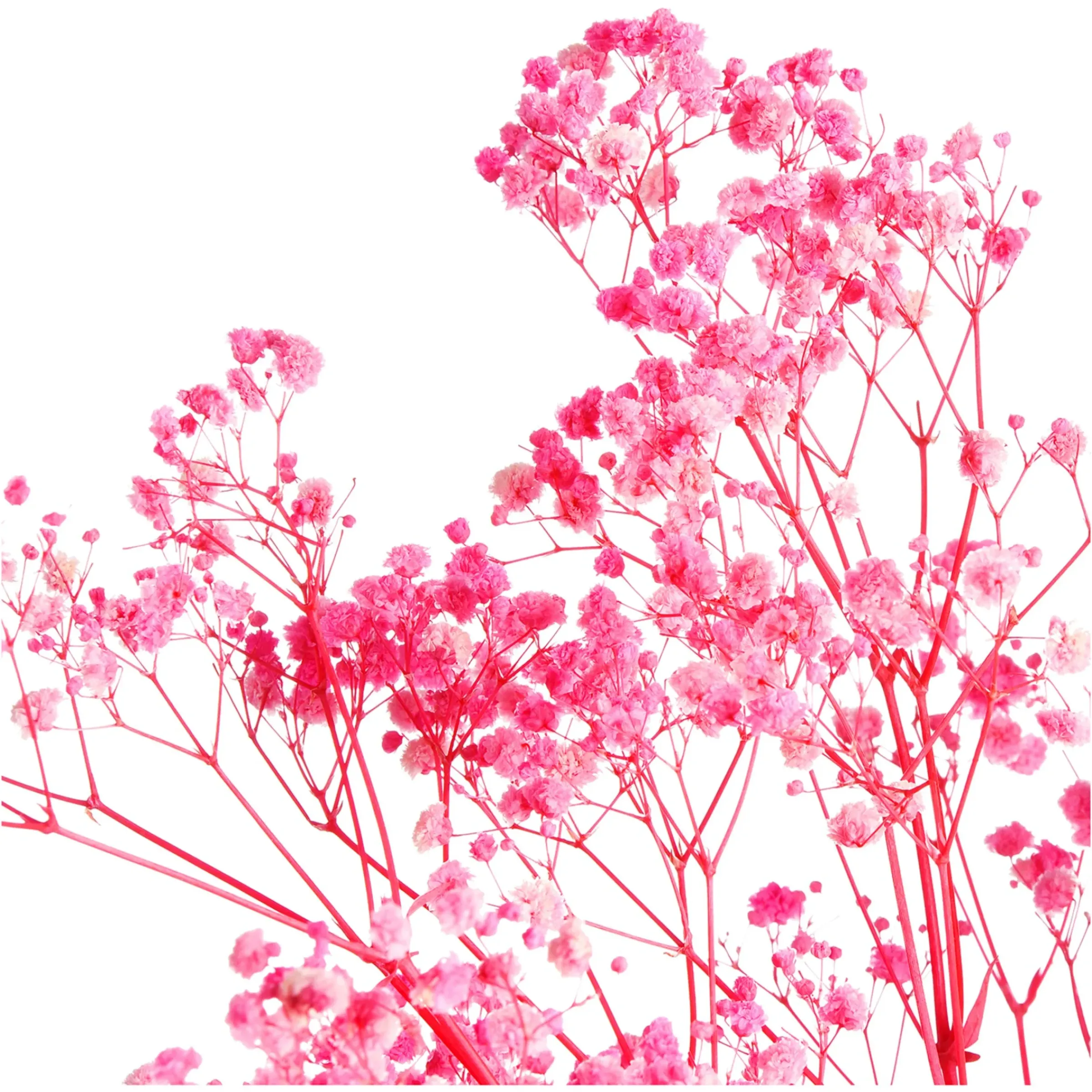 Depot Trockenblumenbund Schleierkraut> Einzelblumen & Zweige