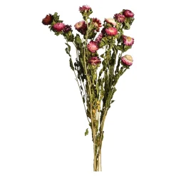 Depot Geschenkideen^Trockenblumenbund Strohblumen