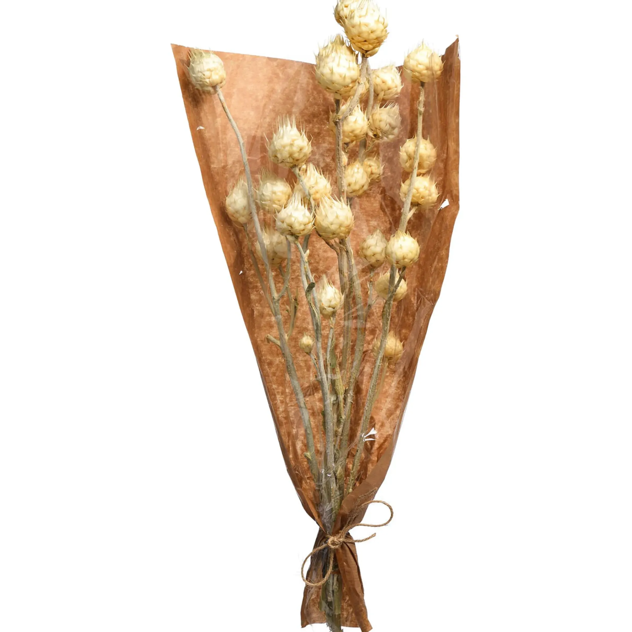 Depot Trockenblumen-Bundel Carlina> Einzelblumen & Zweige