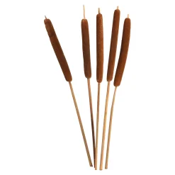 Depot Geschenkideen^Trockenbundel Rohrkolben