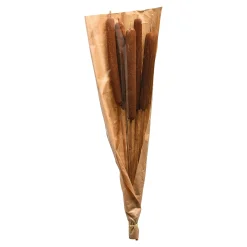 Depot Geschenkideen^Trockenbundel Rohrkolben